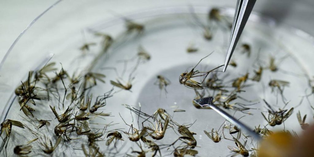 Ecuador registra 45 muertes por dengue