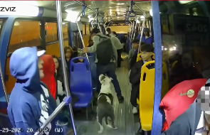 Desarticulan banda que asaltaba buses con un pitbull en Quito
