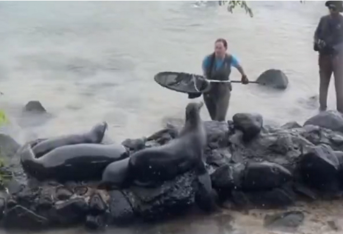 Lobo marino es liberado tras rápida acción de rescate en Galápagos