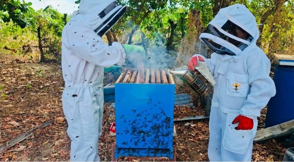 Apicultura sostenible impulsa el desarrollo productivo en Jambelí