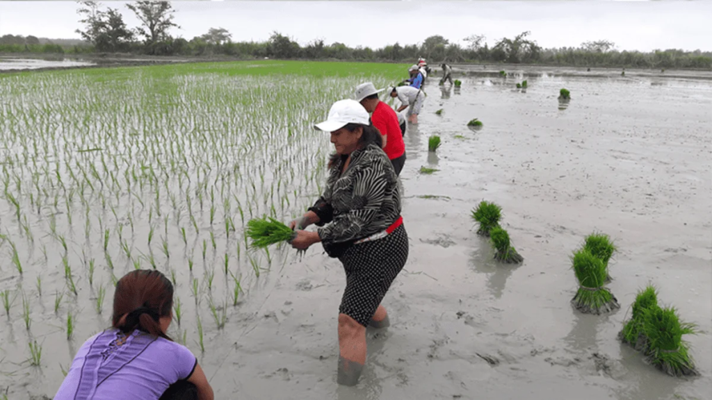 Fenómeno de El Niño pone en peligro al arroz ecuatoriano