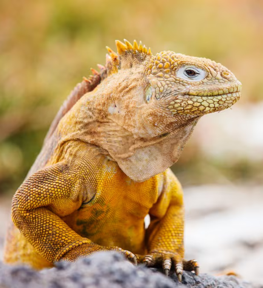 Hallan iguana terrestre en San Cristóbal