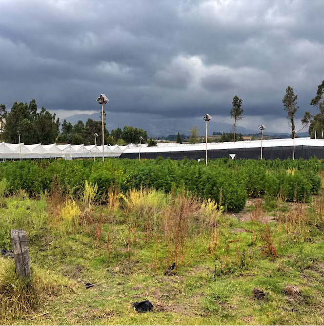 Ejército localiza plantación con unas 2.000 plantas de cannabis en Cayambe